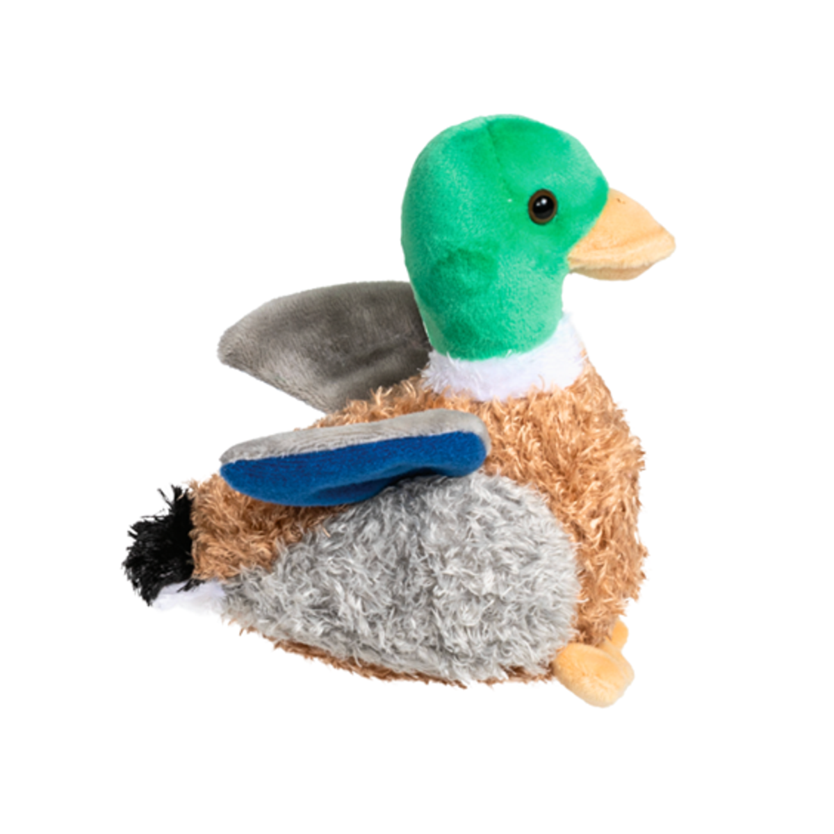 Mallard Duck
